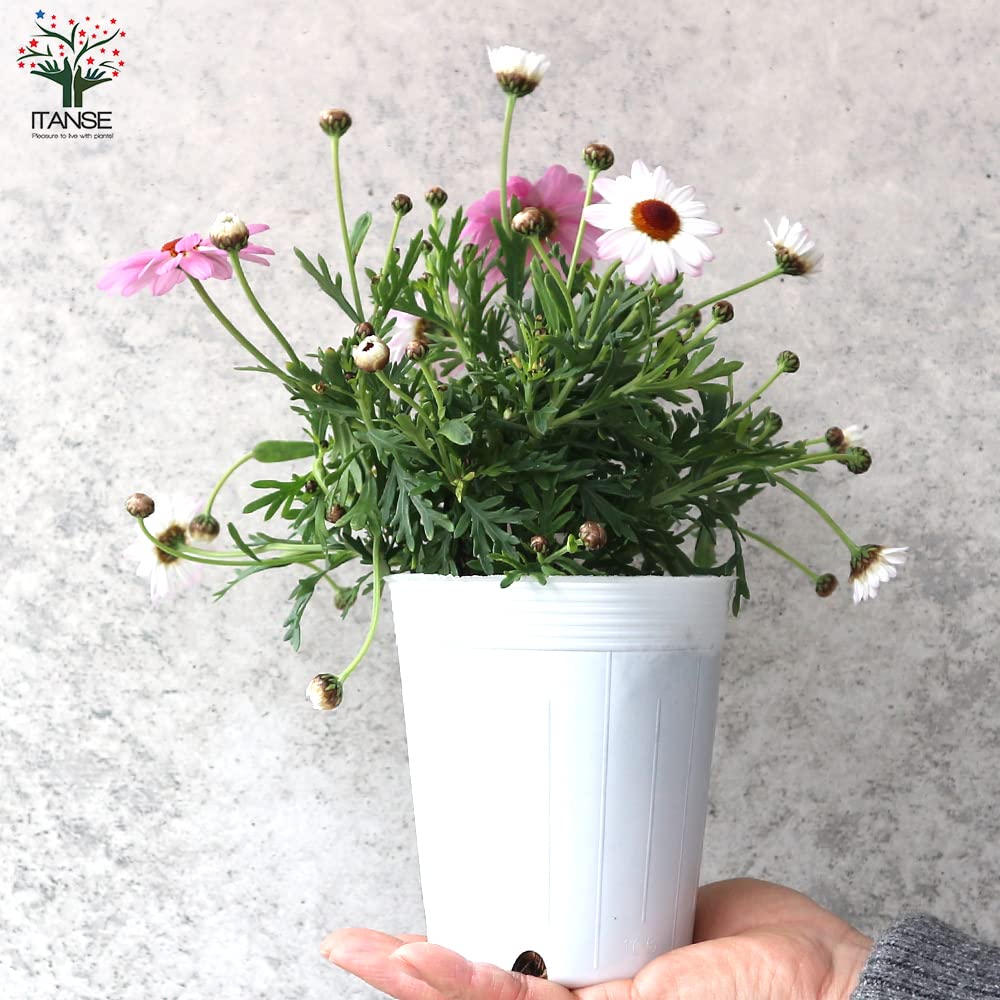 Amazon.co.jp: マーガレット・フォーシーズンズ(ピンク) 3.5号～4号